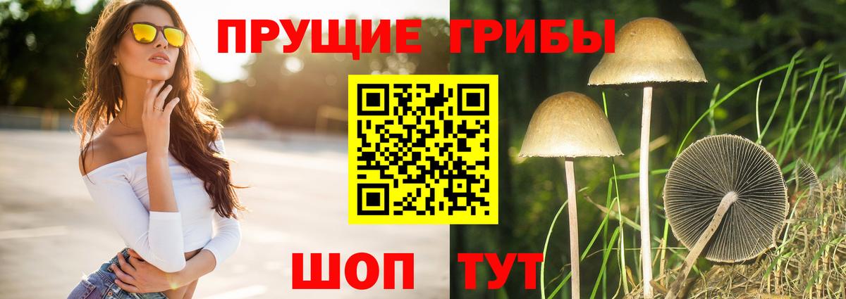 цена наркотик  Вход с VPN  Галлюциногенные грибы Psilocybine cubensis  Волжский  Псилоцибиновые грибы Cubensis 